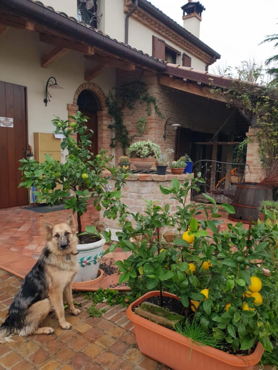 קוריאנו Ca' Dei Gelsi B & B מראה חיצוני תמונה